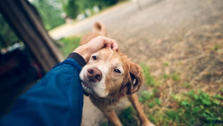 Il modo in cui i cani anziani camminano può aiutare a capire se soffrono di demenza
