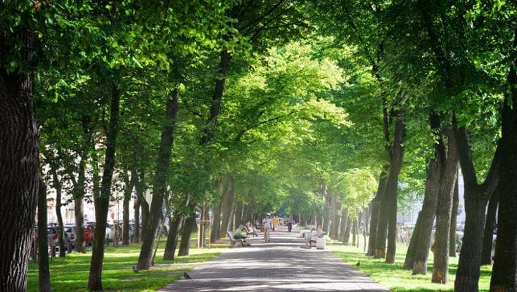 Emissioni zero  2030: per le città europee piantare alberi non basterà più