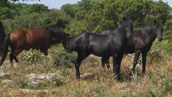 "La leggenda del cavallo verde" e quel gesto di generosità