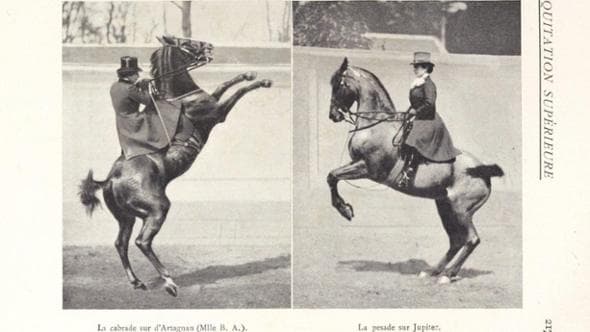 Il sogno dei francesi: 15.000 volumi per la biblioteca mondiale del cavallo