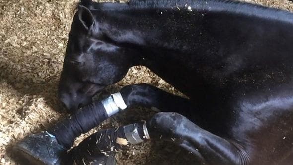 Vincono i cavalli, al bando negli Usa la tortura del “soring”
