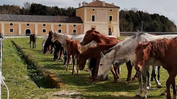 Cavalli Persano, a Carditello via ai restauri del parterre: gli animali trasferiti per alcuni mesi
