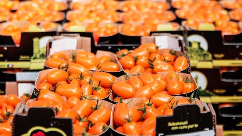 Cocaina e pomodori: la nuova rotta del narcotraffico passa dalla Sicilia
