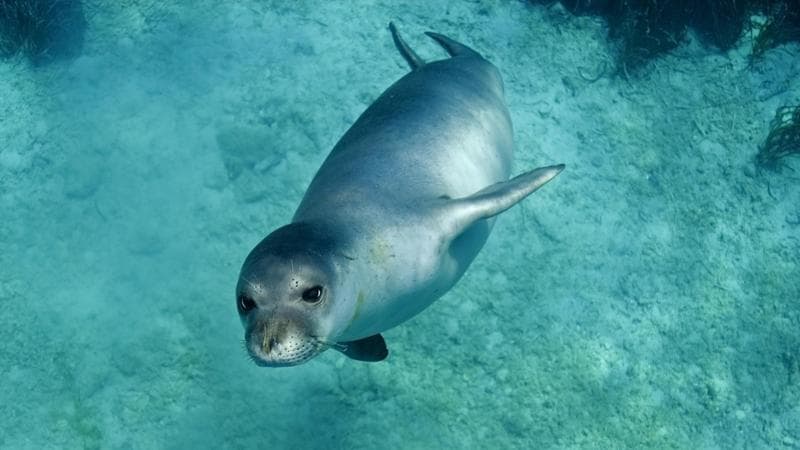 Se la foca monaca è davvero tornata ce lo dirà il Dna